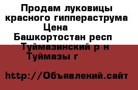 Продам луковицы красного гиппераструма › Цена ­ 300 - Башкортостан респ., Туймазинский р-н, Туймазы г.  »    